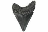 Juvenile Megalodon Tooth - South Carolina #295831-1